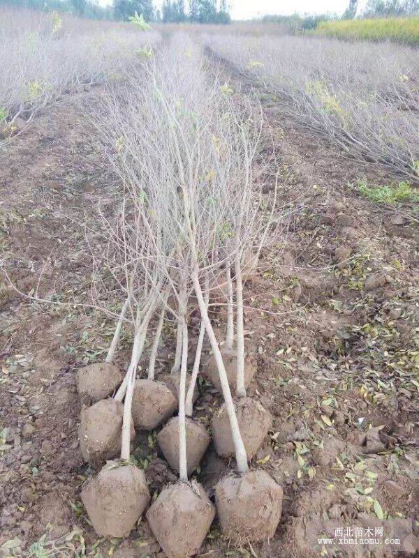 大红袍石榴树苗