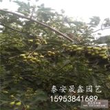 山楂苗多少錢(qián)一棵 山楂苗基地