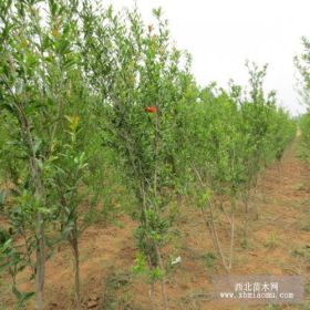 山東軟籽石榴樹苗 山東紅如意軟籽石榴樹苗 山東突尼斯軟籽石榴