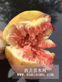 無花果樹苗