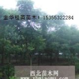 供應(yīng)浙江黃山欒樹價格，金華全冠欒樹圖片，3-45公分欒樹價格