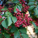 大紅袍花椒苗、大紅袍花椒樹苗、大紅袍花椒樹苗新品種