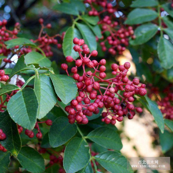 九葉青花椒苗