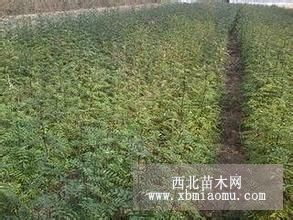 花椒苗价格花椒苗产地大红袍花椒苗