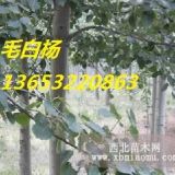 毛白杨价格 12公分毛白杨