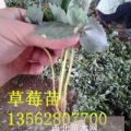 草莓苗哪里好 草莓苗多少錢(qián)一棵