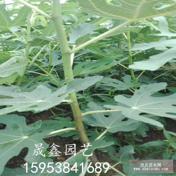 无花果树苗