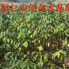 黃菠蘿小苗、黃菠蘿基地、黃柏小苗、黃柏基地