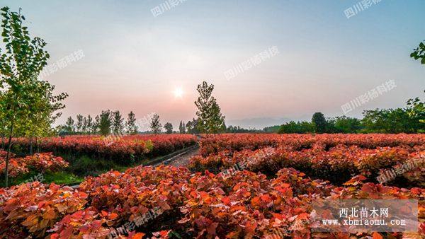 紅霞楊