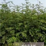 河南焦作花椒苗、大红袍花椒苗批发基地