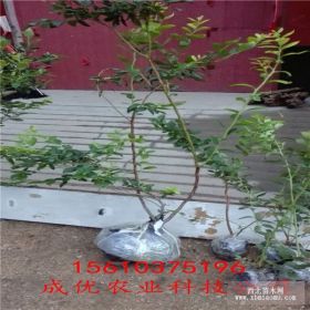 蓝莓苗 蓝莓苗基地 蓝莓苗价格 蓝莓苗一亩种植多少棵