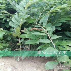 适合南方种植板栗苗 哪里板栗苗品种纯正