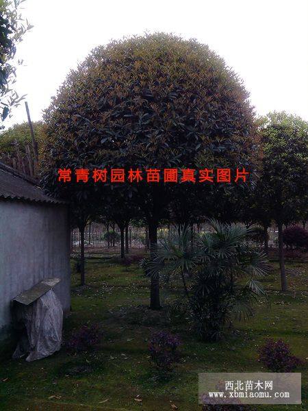 桂花樹