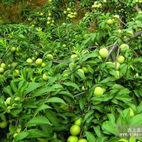 嫁接蜂糖李苗效益，嫁接蜂糖李苗種植技術，哪里有蜂糖李苗銷售