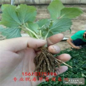 甜查理草莓苗哪里有卖的 甜查理草莓苗价格 草莓苗种苗