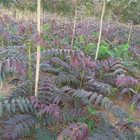 大棚矮化（红油香椿树苗）种植技术