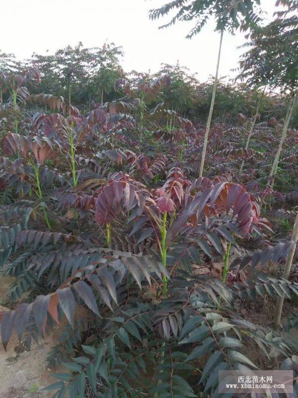 大棚香椿树苗种植技术