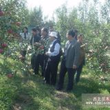 岳艳苹果苗热销中 辽宁地区佳供应商