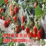 廣西適合種植什么草莓品種 便宜紅顏草莓苗價(jià)格