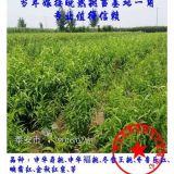 齐鲁巨红齐鲁巨红树苗|纯品种嫁接苗