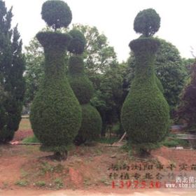 仿真植物小葉女貞造型,細葉汝湞造型柱子