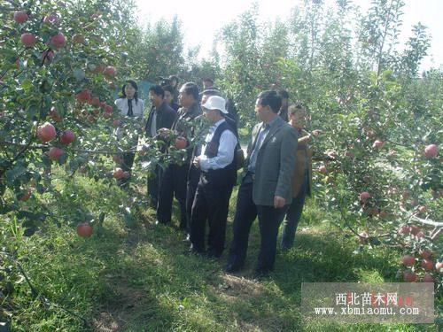 岳阳红苹果苗