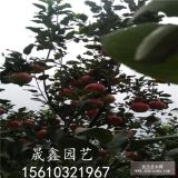 蘋(píng)果苗 山東蘋(píng)果苗價(jià)格 山東蘋(píng)果苗價(jià)格