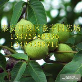 供應(yīng)優(yōu)質(zhì)核桃樹苗 香玲 清香 8518核桃樹苗