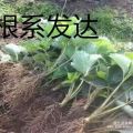 山東法蘭地草莓苗價(jià)格 法蘭地草莓苗多少錢