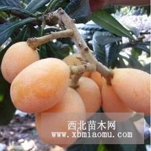 枇杷苗直銷 枇杷苗木 大五星枇杷樹苗 南方果樹苗 現(xiàn)貨 優(yōu)