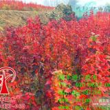 美國紅楓,美國紅楓價(jià)格,美國紅楓小苗價(jià)低