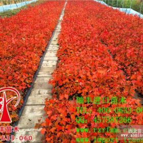 紅點(diǎn)紅楓價(jià)格_紅點(diǎn)紅楓批發(fā)_紅點(diǎn)紅楓廠家