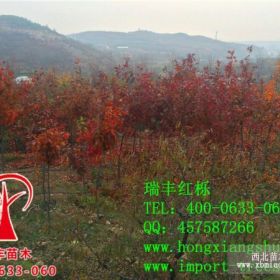 紅橡樹,紅橡樹圖片,紅橡樹報(bào)價(jià)