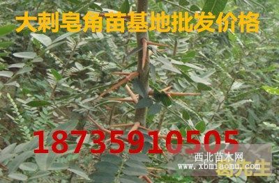 当年大刺皂角苗价格皂角苗基地批发价格