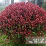 紅葉石楠小苗價格；紅葉石楠樹價格；苗圃石楠基地價格分析