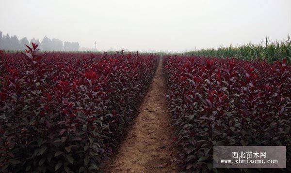 山東紅葉李樹苗