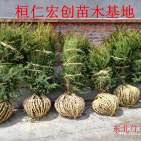 辽宁东北红豆杉、东北红豆杉基地、东北红豆杉小苗