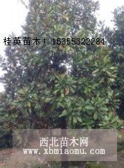 广玉兰价格产地，广玉兰图片，供应浙江金华移栽广玉兰价格咨询