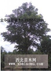 无患子产地，无患子价格，供应浙江金华9-40公分无患子价格