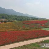 花海設(shè)計,花海規(guī)劃,種植花海花種