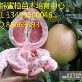 三紅蜜柚苗哪里有賣(mài)|紅肉蜜柚苗價(jià)格