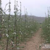 柱狀蘋果樹苗 山東柱狀蘋果樹苗價格