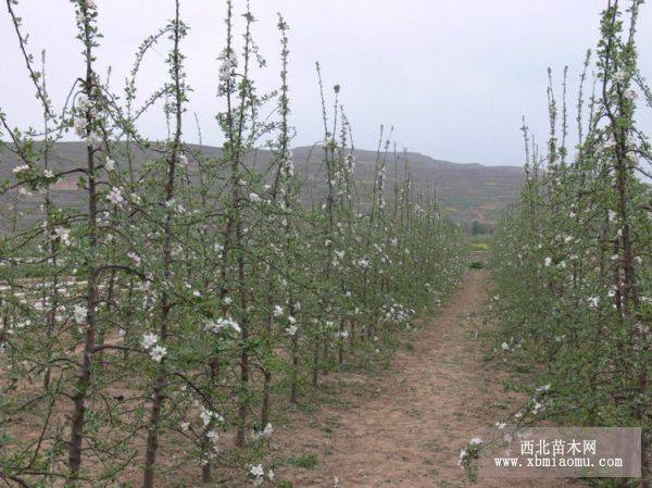 柱状苹果树苗