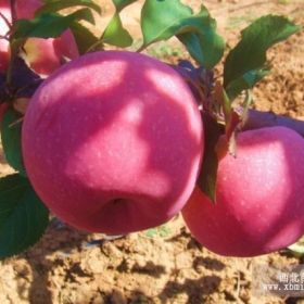 山東紅富士蘋果樹苗、山東紅富士蘋果樹苗新品種