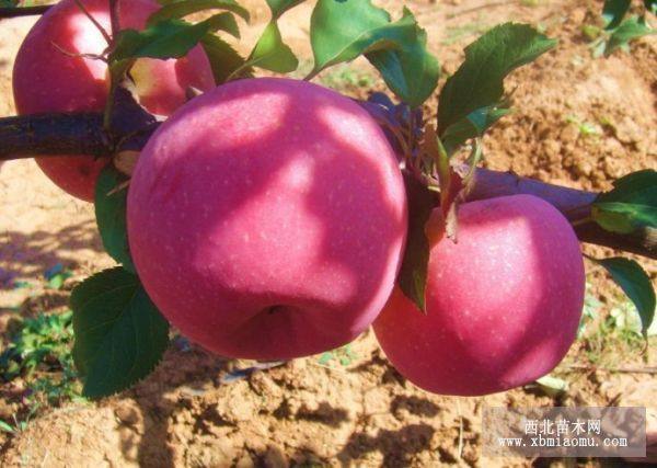 山東紅富士蘋果樹苗