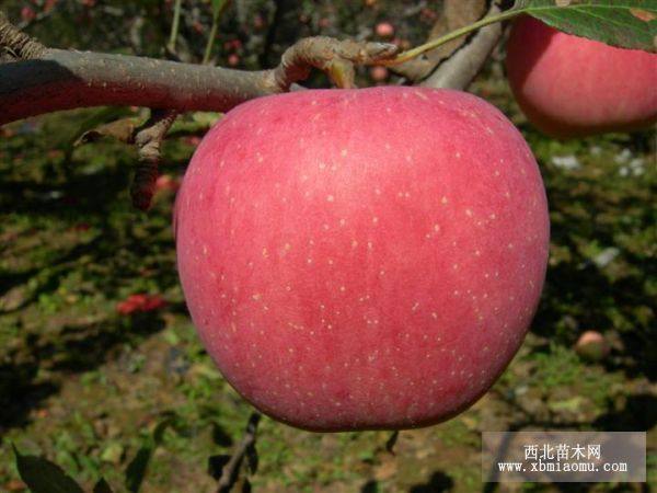 山東紅富士蘋果樹苗