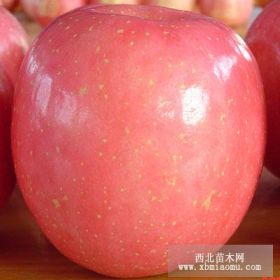 第五代新紅星蘋(píng)果苗、第五代新紅星蘋(píng)果樹(shù)苗價(jià)格