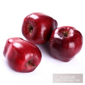 紅元帥蘋(píng)果苗 新紅星蘋(píng)果樹(shù)苗 蘋(píng)果樹(shù)苗新品種