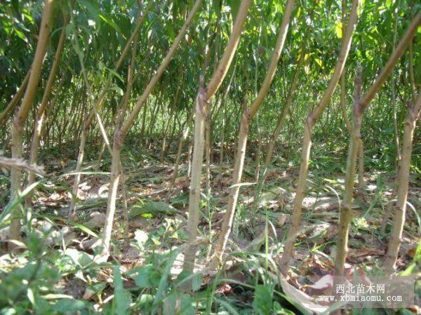 哪里賣(mài)水蜜桃樹(shù)苗