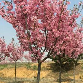 樱花,山东明桂樱花基地